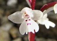 Orchis-quadripunctata-