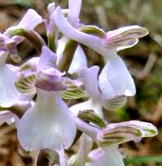 Orchis-syriaca
