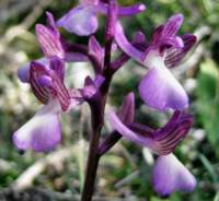 Orchis-syriaca