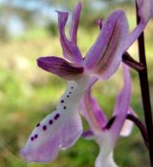 Orchis troodi