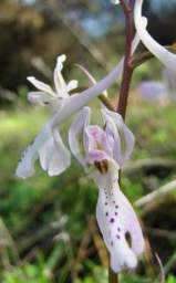 Orchis troodi