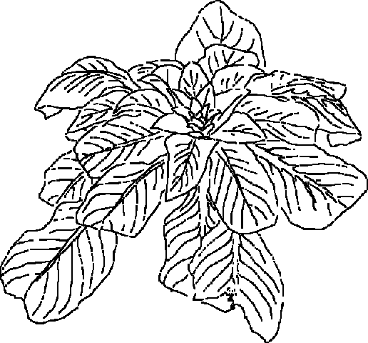 Pachizefalos.de, Texte, Salat aus Wildpflanzen Pachizefalos.de, Texte, Salat aus Wildpflanzen