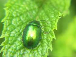 Chrysolina menthastri- Pappelblattkäfer