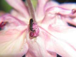 Dasytes plumbeus - Bleischwarzer Haarkaefer an Akeleiblüte