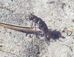 Küsten-andläufer (cicindela maritima) oder Dünen-Laufkäfer (Cicindela hybrida)