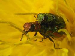 Glänzender Bluetenprachtkäfer (Anthaxia nitidula)-copula