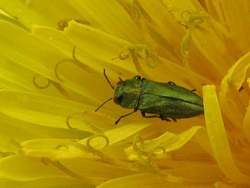 Glaenzender Bluetenprachtkäfer (Anthaxia nitidula)-m