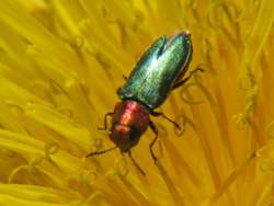 Glaenzender Bluetenprachtkäfer (Anthaxia nitidula)-m