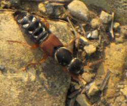 Kaiserlicher Kurzfluegler (Staphylinus caesareus)