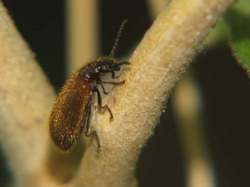 Lagria hirta, Gewöhnlicher Wollkäfer an Andenbeere (Physalis peruviana)