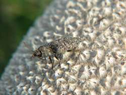 Mausgrauer Sandschnellkaefer (Adelocera murina) - auf-Riesenbovist.JPG