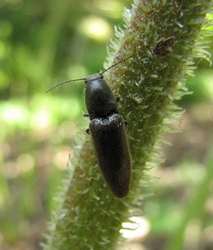 Schwarzer Rauhaarschnellkaefer - Hemicrepidius niger