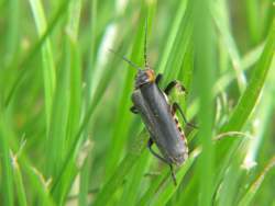 Soldatenkäfer - Cantharis fusca