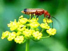 Rotgelber Weichkäfer - Rhagonycha fulva