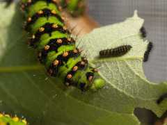 http://www.pachizefalos.de/fotos/tiere/schmetterlinge/eudia-pavonia/Werner/thumbs/04-3-Raupenstadien.JPG