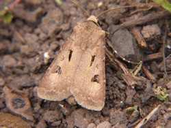 Agrotis-exclamationis-1.JPG