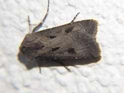 Agrotis-exclamationis-Ausrufungszeichen-Gemeine-Graseule.JPG