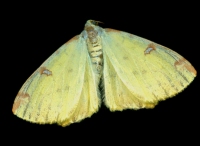 Gelbspanner-(Opisthograptis-luteolata).jpg