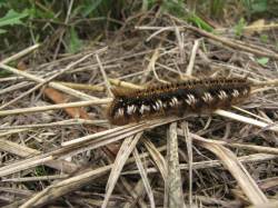 Grasglucke-Trinkerin-Euthrix-potatoria-Raupe.JPG