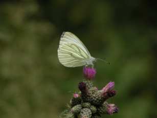 Trachea-atriplicis-Meldeneule-5.JPG