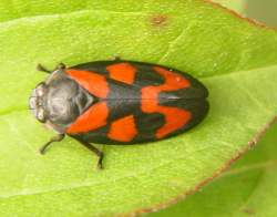 Cercopis-vulnerata-Blutzikade